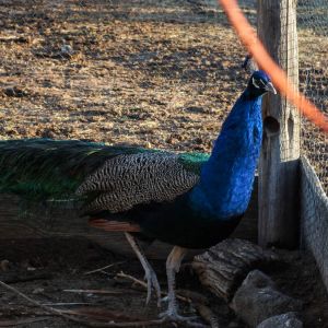Cobolt - IB Peacock
