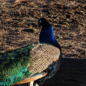 Cobolt - IB Peacock