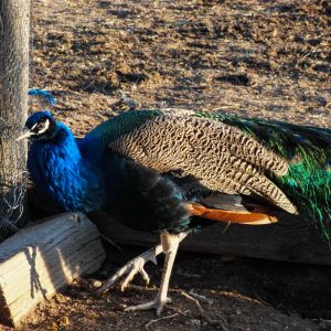 Cobolt - IB Peacock