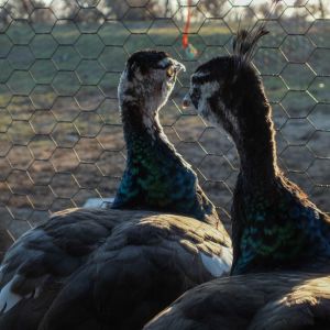 Calypso - Spalding Peahen (Left) & Thor - Spalding Peacock (Right)