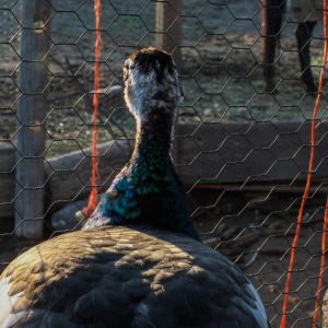 Calypso - Spalding Peahen