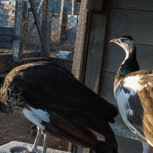Thor - Spalding Peacock (Left) & Calypso - Spalding Peahen (Right)