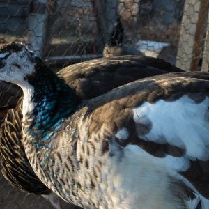 Calypso - Spalding Peahen
