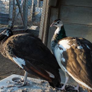 Thor - Spalding Peacock (Left) & Calypso - Spalding Peahen (Right)