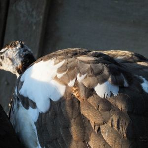 Calypso - Spalding Peahen