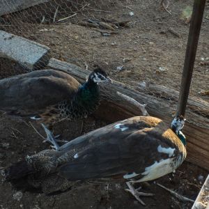 Calypso - Spalding Peahen (Bottom) & Thor - Spalding Peacock (Top)