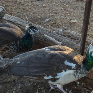 Calypso - Spalding Peahen (Bottom) & Thor - Spalding Peacock (Top)