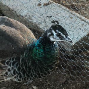 Calypso - IB Pied Peahen