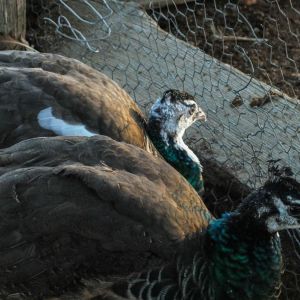 Thor - IB Pied Peacock & Calypso - IB Pied Peahen