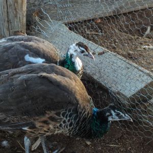 Thor - IB Pied Peacock & Calypso - IB Pied Peahen