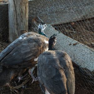 Thor - IB Pied Peacock & Calypso - IB Pied Peahen