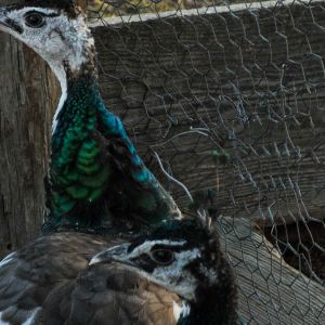 Thor - IB Pied Peacock & Calypso - IB Pied Peahen