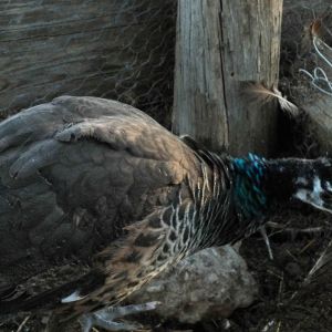 Calypso - IB Pied Peahen