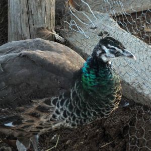 Calypso - IB Pied Peahen