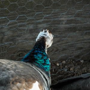 Thor - IB Pied Peacock