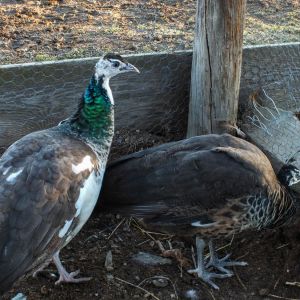 Thor - IB Pied Peacock & Calypso - IB Pied Peahen