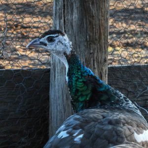 Thor - IB Pied Peacock