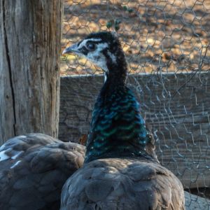 Calypso - IB Pied Peahen