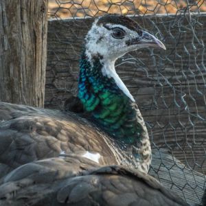 Thor - IB Pied Peacock