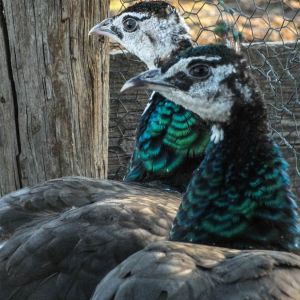 Thor - IB Pied Peacock & Calypso - IB Pied Peahen