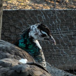 Thor - IB Pied Peacock