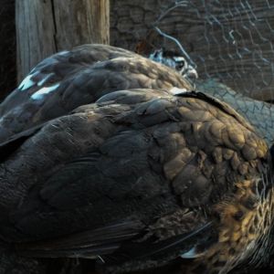 Thor - IB Pied Peacock & Calypso - IB Pied Peahen