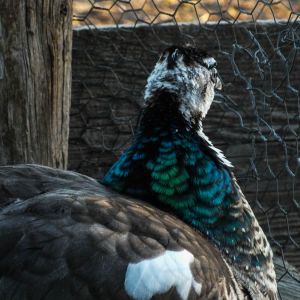 Thor - IB Pied Peacock