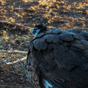 Calypso - IB Pied Peahen