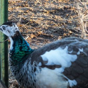 Thor - IB Pied Peacock