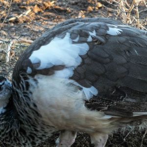 Thor - IB Pied Peacock