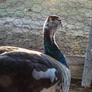 Thor - IB Pied Peacock