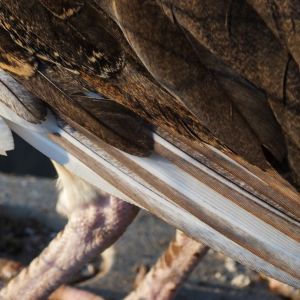 Thor's Feathers - IB Pied Peacock