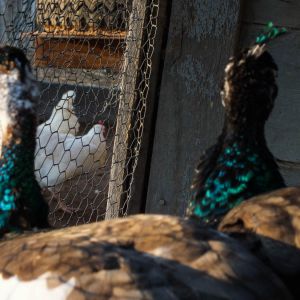 Thor - IB Pied Peacock & Calypso - IB Pied Peahen