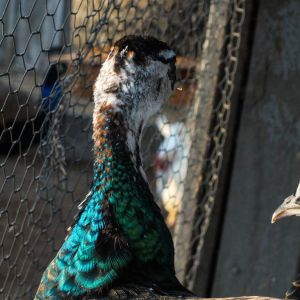 Thor - IB Pied Peacock & Calypso - IB Pied Peahen