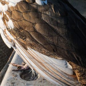Thor's Feathers - IB Pied Peacock