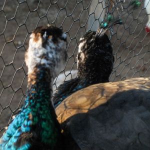 Thor - IB Pied Peacock & Calypso - IB Pied Peahen