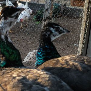 Thor - IB Pied Peacock & Calypso - IB Pied Peahen