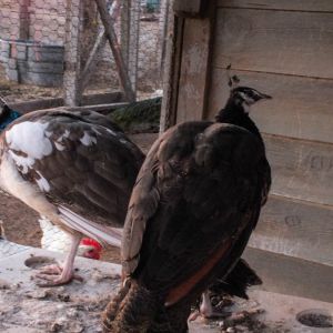 Thor - IB Pied Peacock & Calypso - IB Pied Peahen