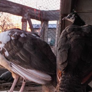 Thor - IB Pied Peacock & Calypso - IB Pied Peahen