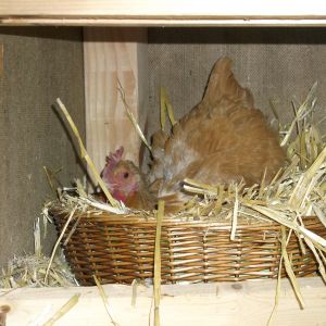 As soon as I put her back in the hutch this evening she went straight to her nesting basket and started making chicken noises. 1/17/14