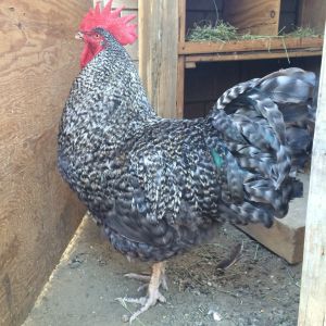 Black Sex Link Rooster | BackYard Chickens - Learn How to Raise Chickens