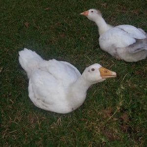 Two of my Embden geese about 10 months old now.