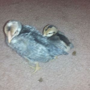 male and female CCL chicks