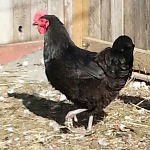 Countess, breed unknown was sold as Jersey Giant by feedstore