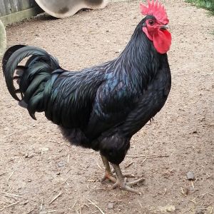 Ludo our top Roo Jersey Giant from feedstore/New Mexico hatchery