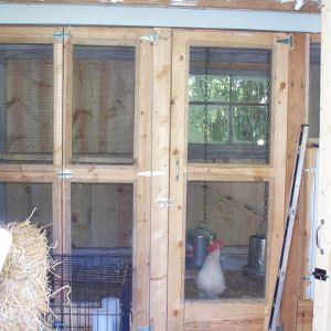 I originally put these doors and wall in about 5 feet from the back wall. It was room enough for about 13 chickens max. This year I have removed these doors due to chicken math.