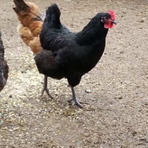 Big Hen, hatchery JG (Wilco feedstore)