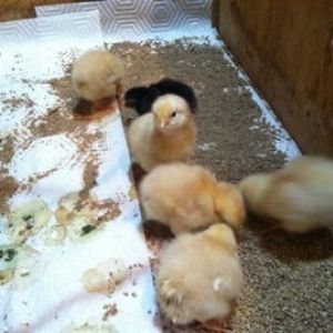 Buff Orpington chicks and a Buff Orpington X Black Australorp