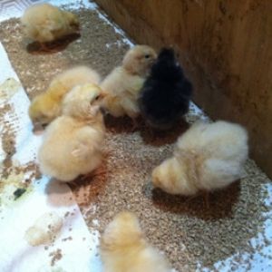 Buff Orpington and a Buff Orpington X Black Australorp