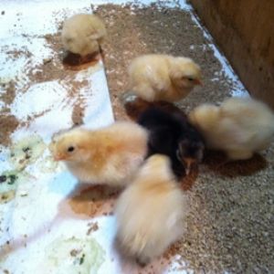 Buff Orpington chicks and a Buff Orpington X Black Australorp